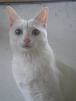 Snow-white - Domestic Short Hair Cat