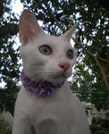 Snow-white - Domestic Short Hair Cat