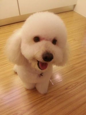 Siow Bee - Poodle Dog