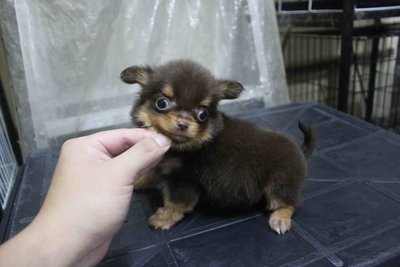 Long Coat T-cup Chihuahua Puppies - Chihuahua Dog