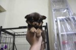 Long Coat T-cup Chihuahua Puppies - Chihuahua Dog