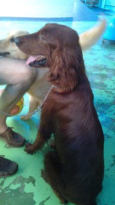 Irish - Irish Setter Dog