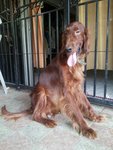 Irish - Irish Setter Dog