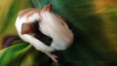 Boboiboy, Yaya, Ying &amp; Gopal - Guinea Pig Small & Furry