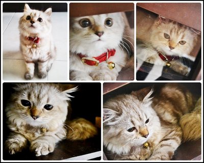 Mika (Cream Marble) - Persian Cat