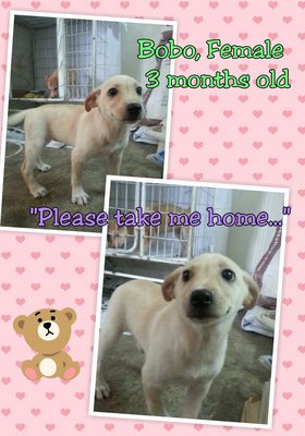 Bobo - Mixed Breed Dog