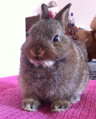 Netherland Dwarf - Chestnut 001 - Netherland Dwarf Rabbit