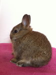 Netherland Dwarf - Chestnut 001 - Netherland Dwarf Rabbit