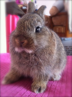 Netherland Dwarf - Chestnut 002 - Netherland Dwarf Rabbit