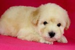 Toy Poodle(Ww_male 2) - Poodle Dog