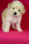 Toy Poodle(Ww_male 2) - Poodle Dog