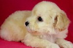 Toy Poodle(Ww_male 2) - Poodle Dog