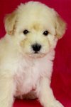 Toy Poodle(Ww_male 2) - Poodle Dog