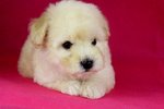 Toy Poodle(Ww_male 2) - Poodle Dog