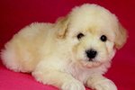 Toy Poodle(Ww_male 2) - Poodle Dog