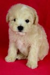 Toy Poodle(Ww_female 3) - Poodle Dog