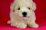 Toy Poodle(Ww_female 3) - Poodle Dog