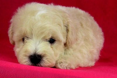 Toy Poodle(Ww_female 3) - Poodle Dog