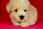Toy Poodle(Ww_female 3) - Poodle Dog
