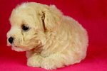 Toy Poodle(Ww_female 3) - Poodle Dog