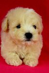 Toy Poodle(Ww_female 3) - Poodle Dog