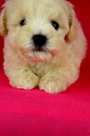 Toy Poodle(Ww_female 3) - Poodle Dog