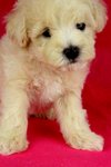 Toy Poodle(Ww_female 3) - Poodle Dog