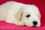 Toy Poodle(Ww_male 4) - Poodle Dog