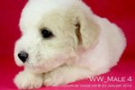 Toy Poodle(Ww_male 4) - Poodle Dog