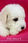 Toy Poodle(Ww_male 4) - Poodle Dog