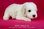 Toy Poodle(Ww_male 4) - Poodle Dog