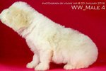 Toy Poodle(Ww_male 4) - Poodle Dog