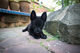 Black German Shepherd Puppies - German Shepherd Dog Dog