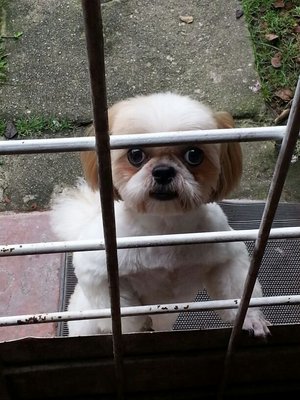 Rox - Shih Tzu Dog