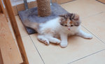 Dorry - Persian Cat