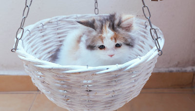 Dorry - Persian Cat