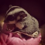 Haegan - Sugar Glider Small & Furry