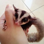 Haegan - Sugar Glider Small & Furry