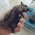 Haegan - Sugar Glider Small & Furry