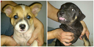 Mr. Yong Puppies Ii - Mixed Breed Dog