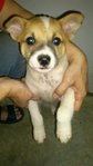 Mr. Yong Puppies Ii - Mixed Breed Dog