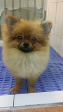 Pomeranian Female - Pomeranian Dog