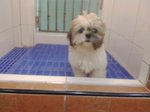 Shih Tzu (Male) - Shih Tzu Dog