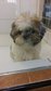 Shih Tzu (Male) - Shih Tzu Dog