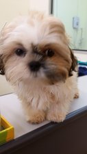 Shih Tzu (Male) - Shih Tzu Dog