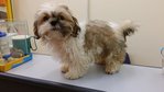 Shih Tzu (Male) - Shih Tzu Dog