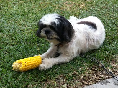 B B - Shih Tzu Dog