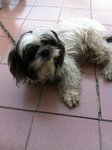 B B - Shih Tzu Dog