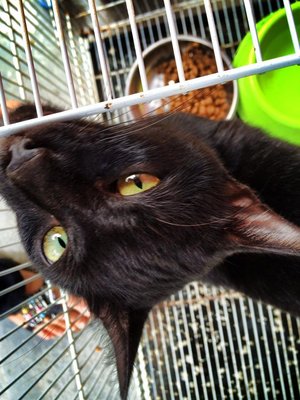 Blacky - Domestic Short Hair Cat