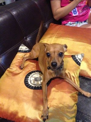 Peanut - Miniature Pinscher Dog